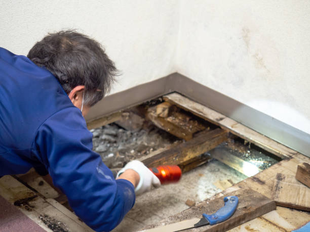 Best Insurance-Related Mold Remediation in West Park, CA