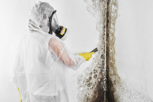 Best Commercial Mold Remediation in West Park, CA