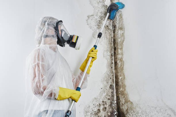 Best Emergency Mold Remediation in West Park, CA