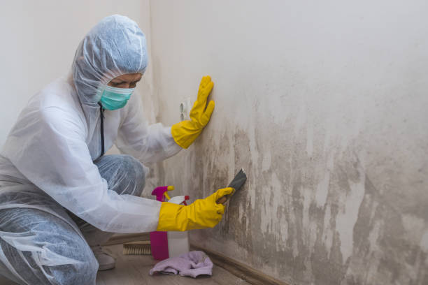 Best Kitchen Mold Remediation in West Park, CA