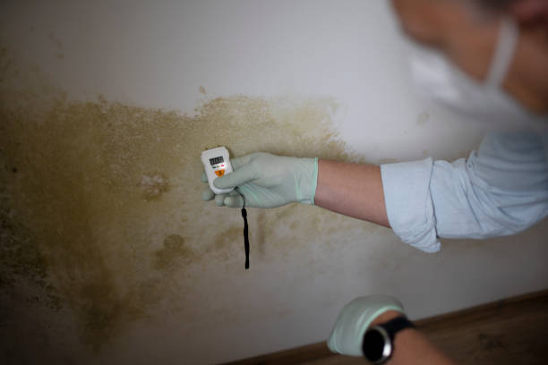Best Attic Mold Remediation in West Park, CA
