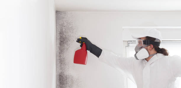 Best Post-Flood Mold Remediation in West Park, CA