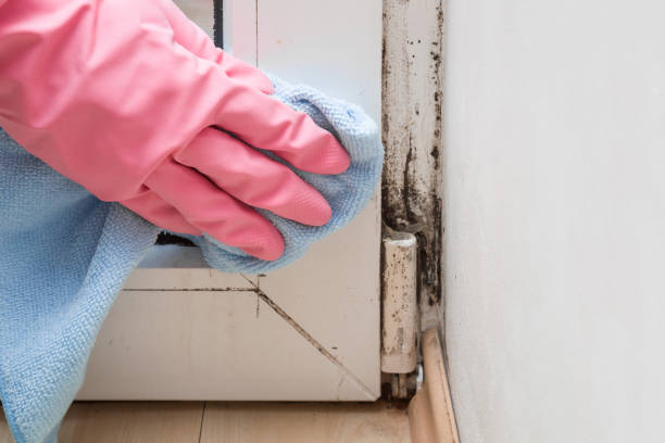 Best Preventive Mold Services in West Park, CA