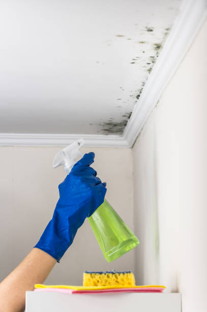Best Kitchen Mold Remediation in West Park, CA