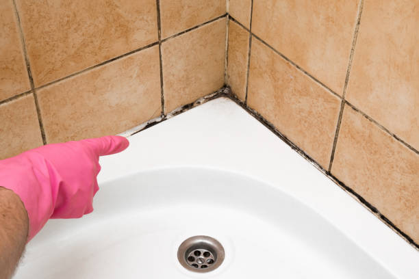 Professional Mold Remediation in West Park, CA